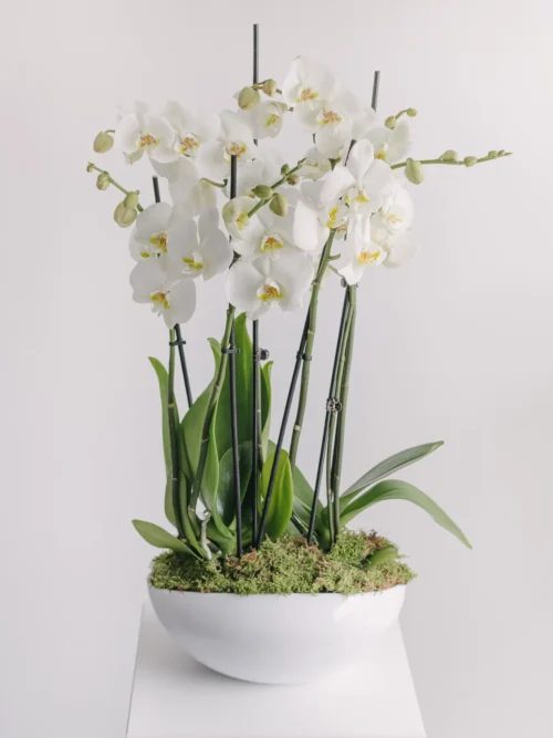 Aranjament cu orhidee phalaenopsis albe în vas ceramic
