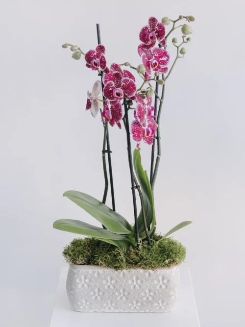 Aranjament cu orhidee phalaenopsis mov în vas ceramic