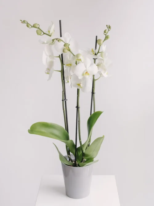 Orhidee Phalaenopsis Albă cu 3 fire și vas ceramic