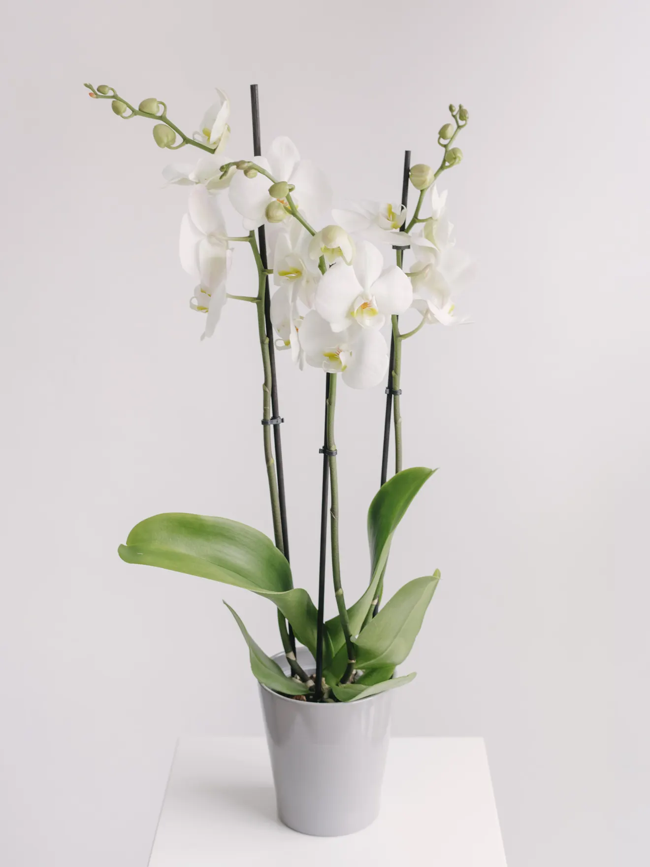 Orhidee Phalaenopsis Albă cu 3 fire și vas ceramic