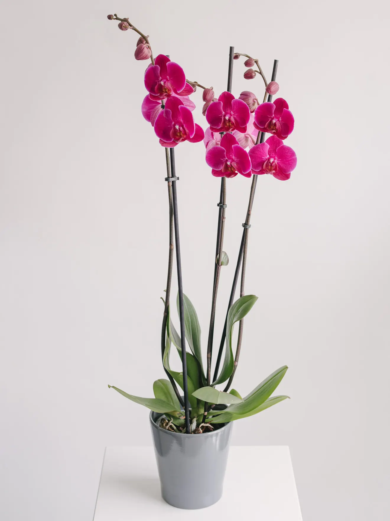 Orhidee Phalaenopsis Colorată cu 3 fire și vas ceramic